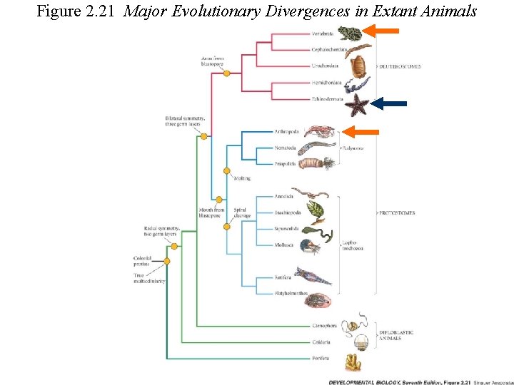 Figure 2. 21 Major Evolutionary Divergences in Extant Animals 