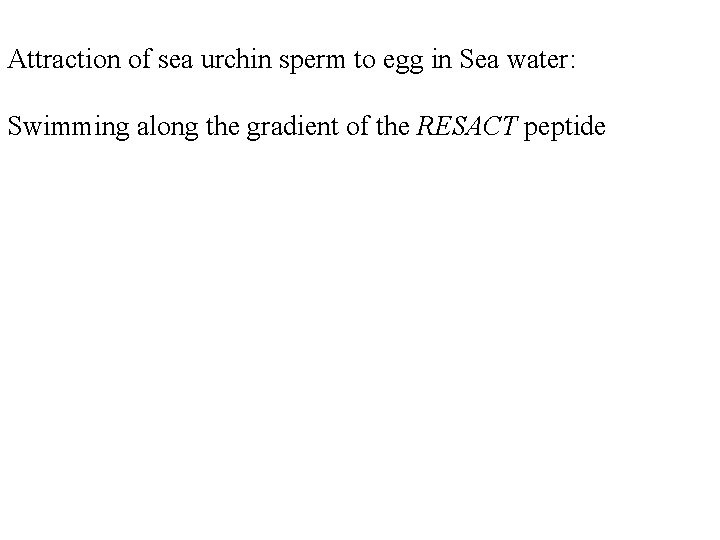 Attraction of sea urchin sperm to egg in Sea water: Swimming along the gradient