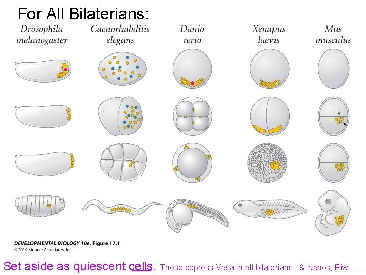 For All Bilaterians: Set aside as quiescent cells. These express Vasa in all bilaterians.