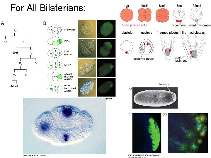 For All Bilaterians: 