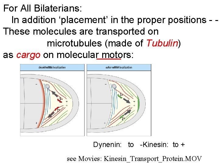 For All Bilaterians: In addition ‘placement’ in the proper positions - These molecules are