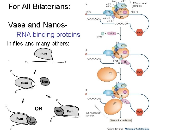 For All Bilaterians: Vasa and Nanos. RNA binding proteins In flies and many others: