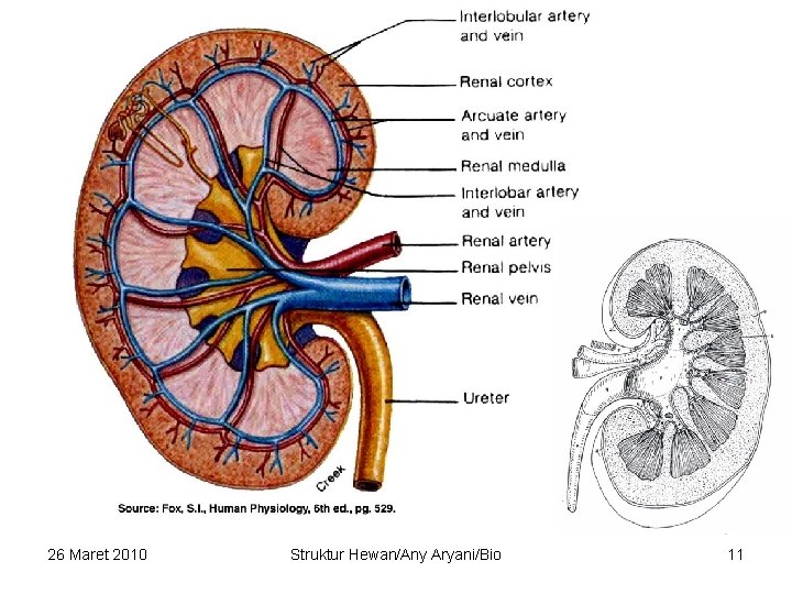 26 Maret 2010 Struktur Hewan/Any Aryani/Bio 11 