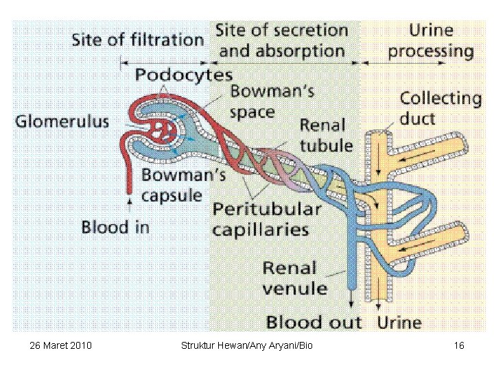 26 Maret 2010 Struktur Hewan/Any Aryani/Bio 16 