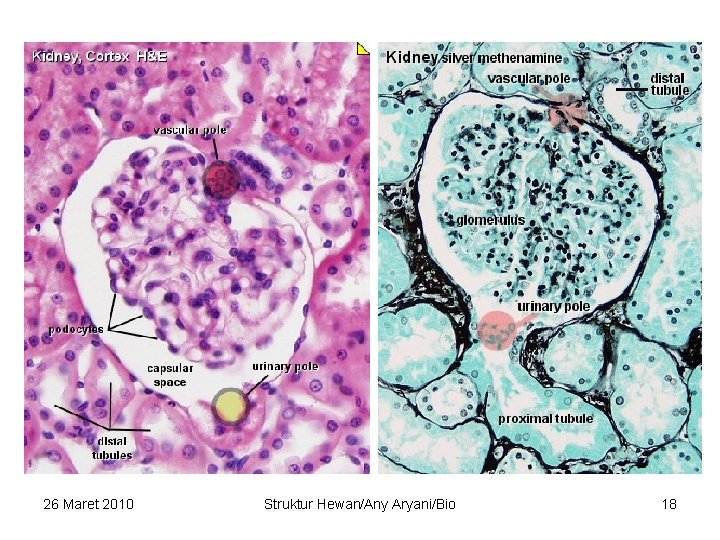 26 Maret 2010 Struktur Hewan/Any Aryani/Bio 18 