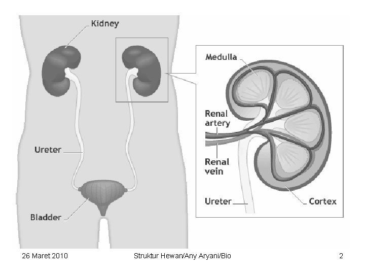 26 Maret 2010 Struktur Hewan/Any Aryani/Bio 2 