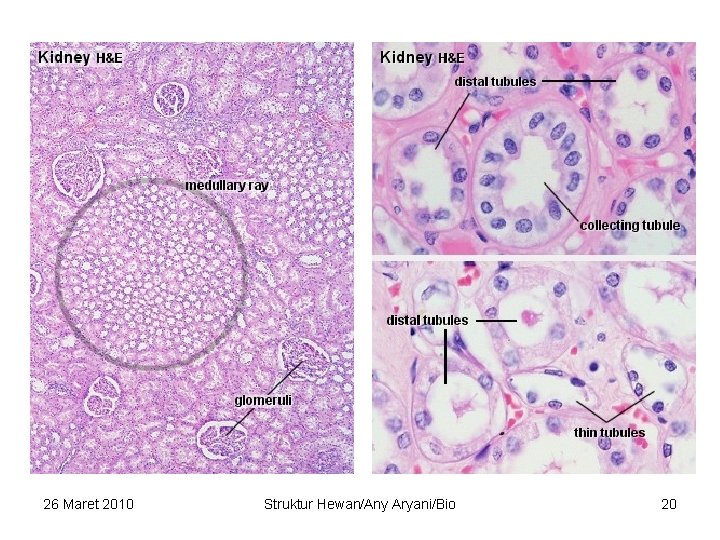 26 Maret 2010 Struktur Hewan/Any Aryani/Bio 20 