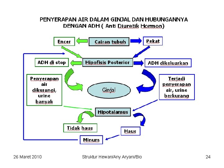 26 Maret 2010 Struktur Hewan/Any Aryani/Bio 24 