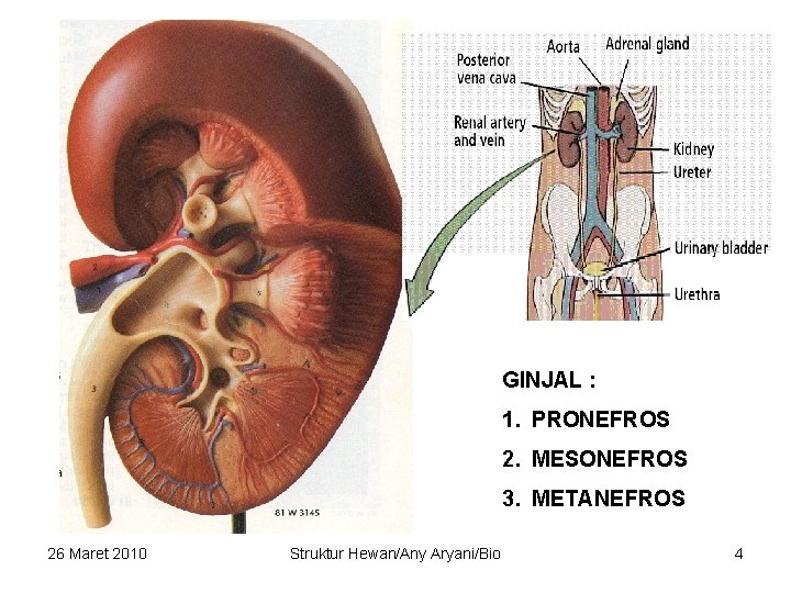 GINJAL : 1. PRONEFROS 2. MESONEFROS 3. METANEFROS 26 Maret 2010 Struktur Hewan/Any Aryani/Bio