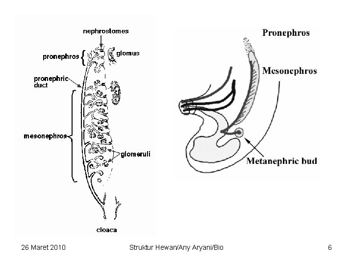 26 Maret 2010 Struktur Hewan/Any Aryani/Bio 6 