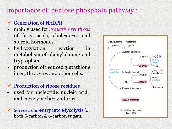 Importance of pentose phosphate pathway : ü Generation of NADPH ‐ mainly used for