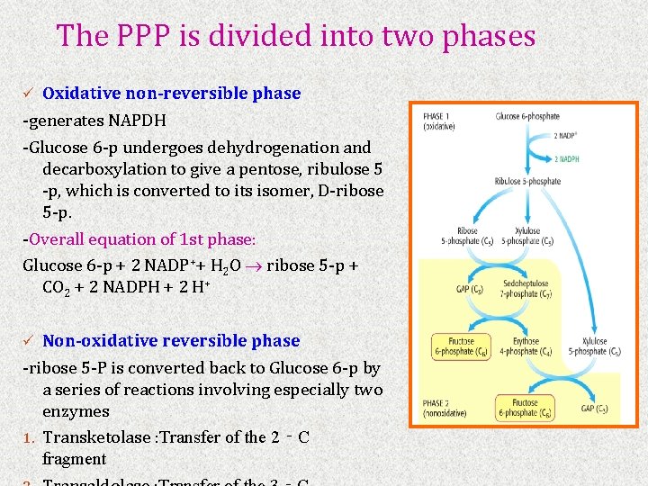 The PPP is divided into two phases ü Oxidative non-reversible phase -generates NAPDH ‐Glucose