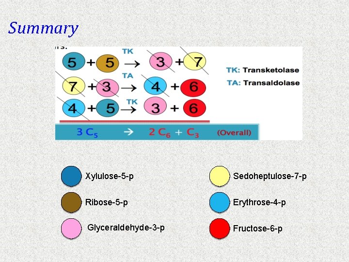 Summary Xylulose-5 -p Sedoheptulose-7 -p Ribose-5 -p Erythrose-4 -p Glyceraldehyde-3 -p Fructose-6 -p 