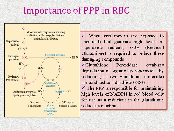 Importance of PPP in RBC ü When erythrocytes are exposed to chemicals that generate