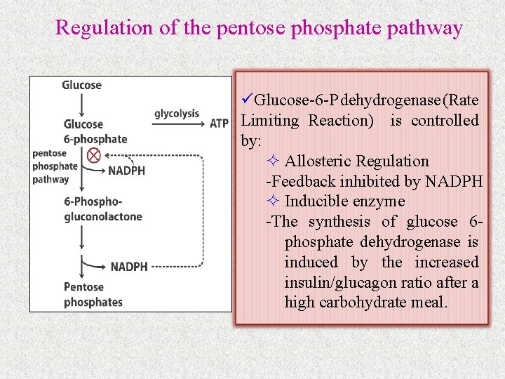 Regulation of the pentose phosphate pathway üGlucose-6 -P dehydrogenase (Rate Limiting Reaction) is controlled