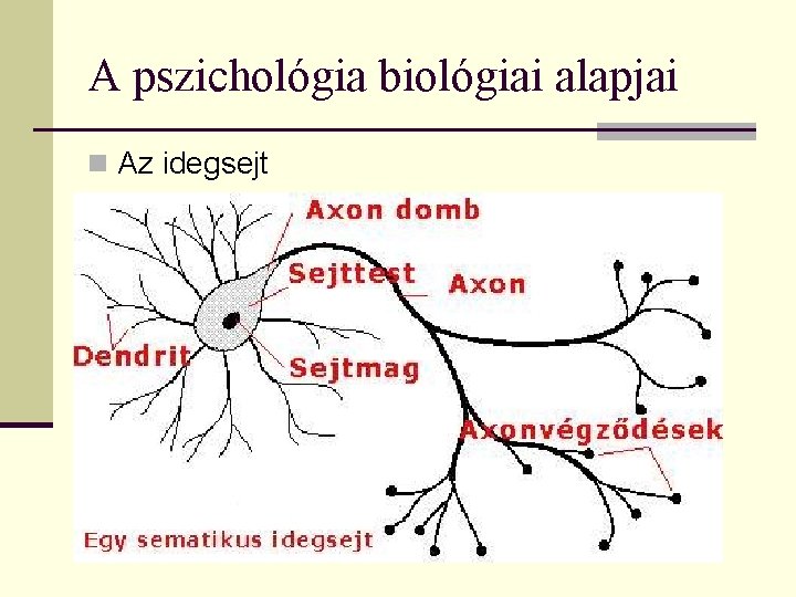 A pszichológia biológiai alapjai n Az idegsejt 