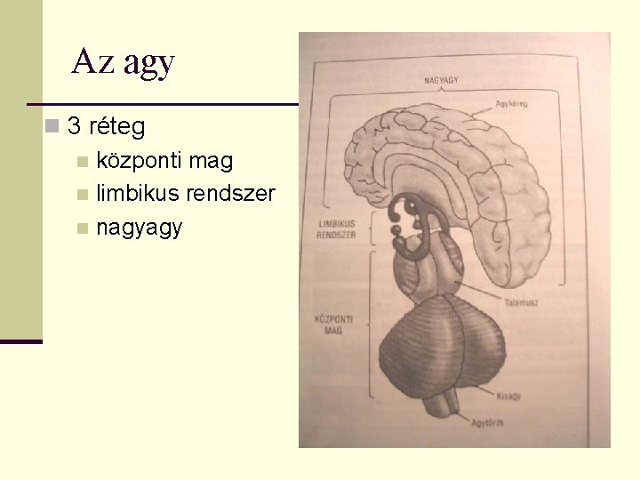 Az agy n 3 réteg n központi mag n limbikus rendszer n nagyagy 