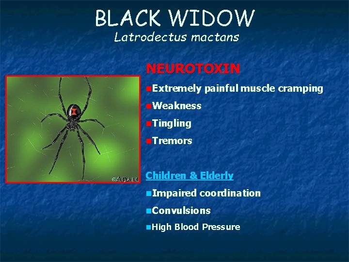 BLACK WIDOW Latrodectus mactans NEUROTOXIN n. Extremely painful muscle cramping n. Weakness n. Tingling