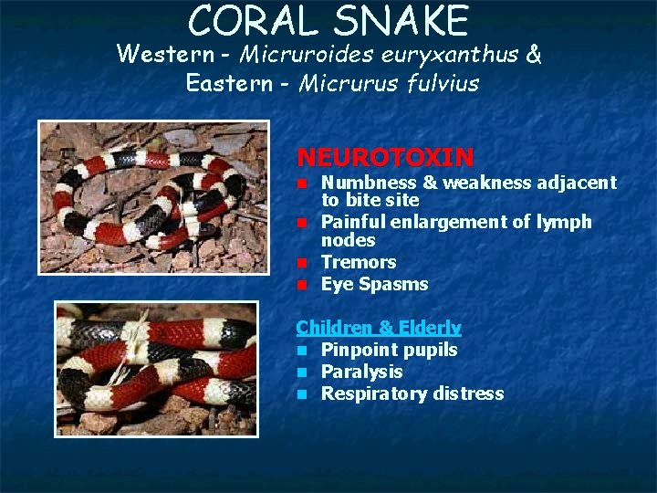 CORAL SNAKE Western - Micruroides euryxanthus & Eastern - Micrurus fulvius NEUROTOXIN n Numbness