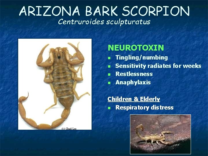 ARIZONA BARK SCORPION Centruroides sculpturatus NEUROTOXIN n n Tingling/numbing Sensitivity radiates for weeks Restlessness