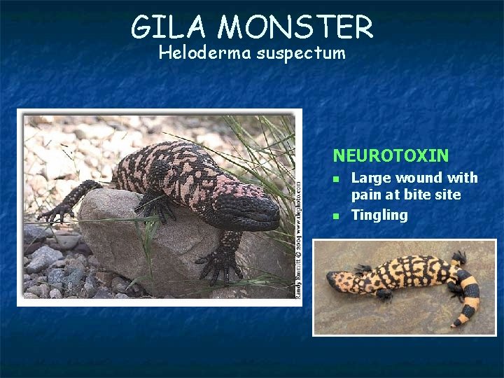GILA MONSTER Heloderma suspectum NEUROTOXIN n n Large wound with pain at bite site