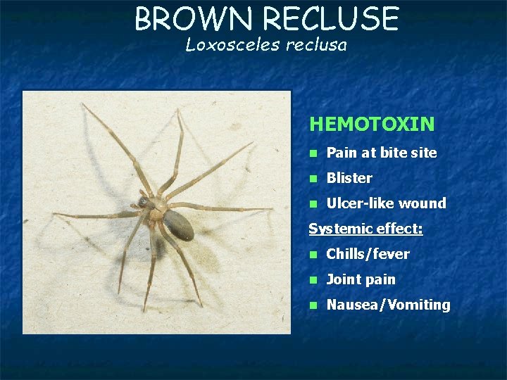 BROWN RECLUSE Loxosceles reclusa HEMOTOXIN n Pain at bite site n Blister n Ulcer-like