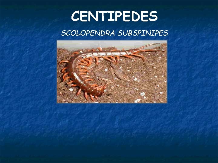 CENTIPEDES SCOLOPENDRA SUBSPINIPES 