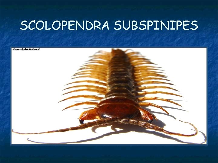 SCOLOPENDRA SUBSPINIPES 