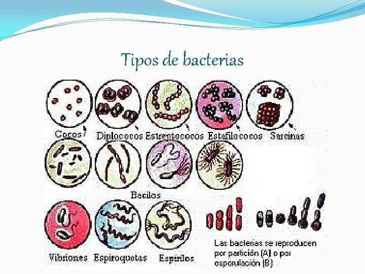 Tipos de bacterias 