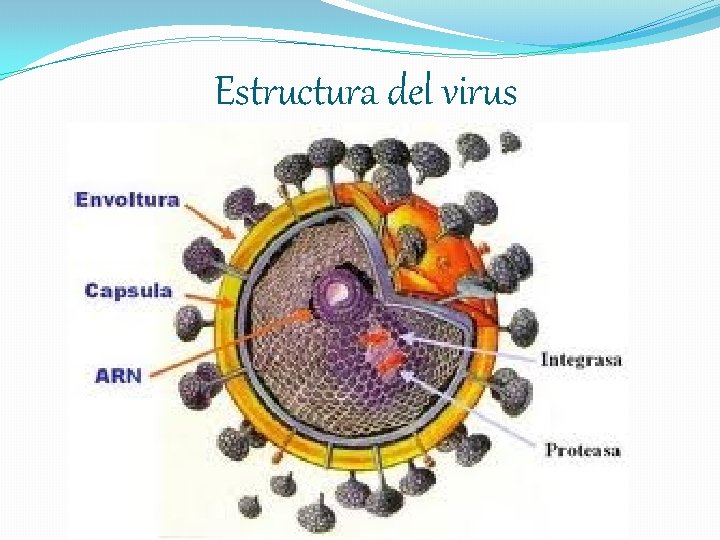 Estructura del virus 