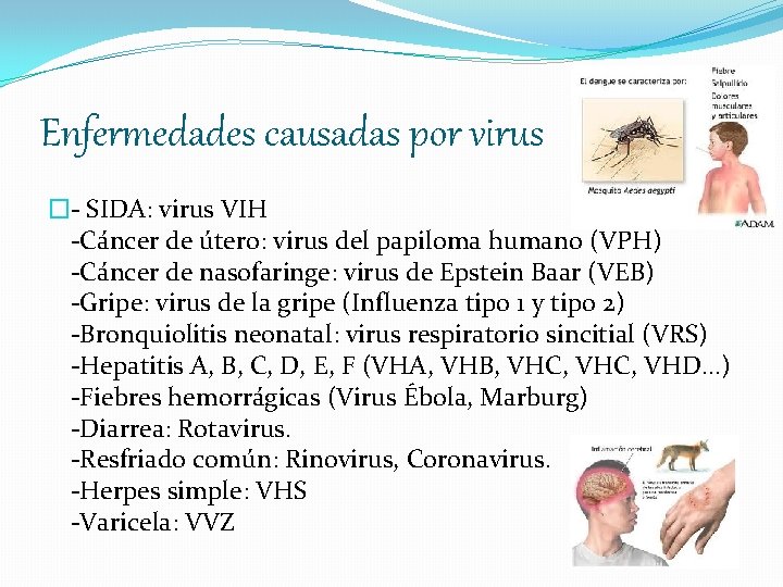 Enfermedades causadas por virus �- SIDA: virus VIH -Cáncer de útero: virus del papiloma