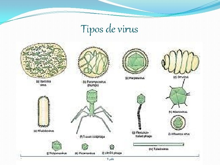 Tipos de virus 