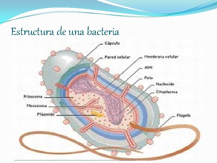 Estructura de una bacteria 