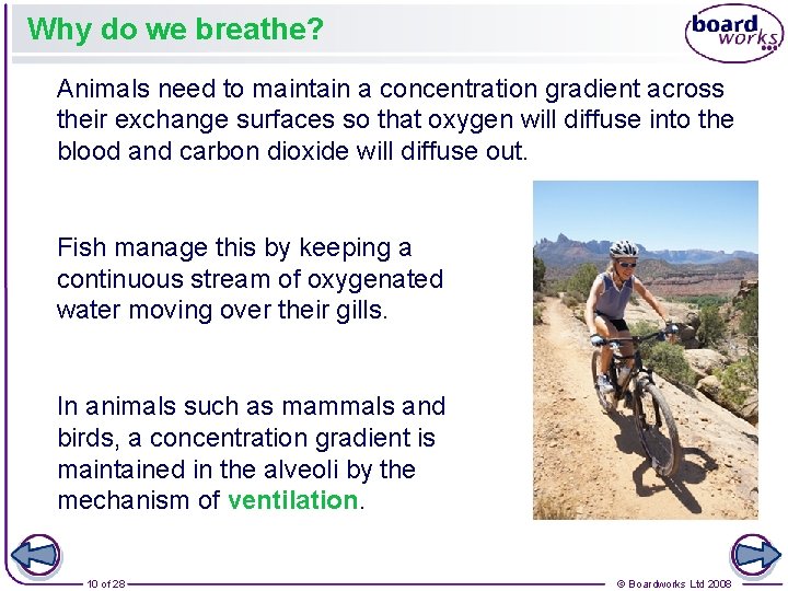 Why do we breathe? Animals need to maintain a concentration gradient across their exchange