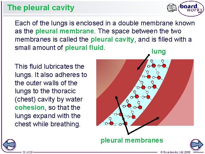 The pleural cavity Each of the lungs is enclosed in a double membrane known