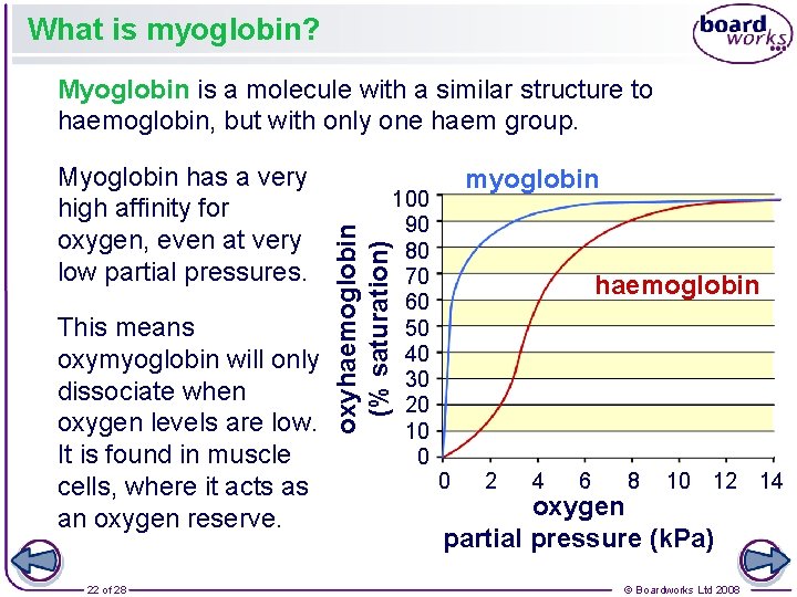 What is myoglobin? Myoglobin is a molecule with a similar structure to haemoglobin, but