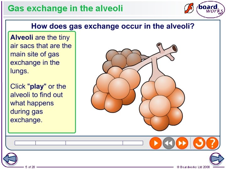 Gas exchange in the alveoli 5 of 28 © Boardworks Ltd 2008 