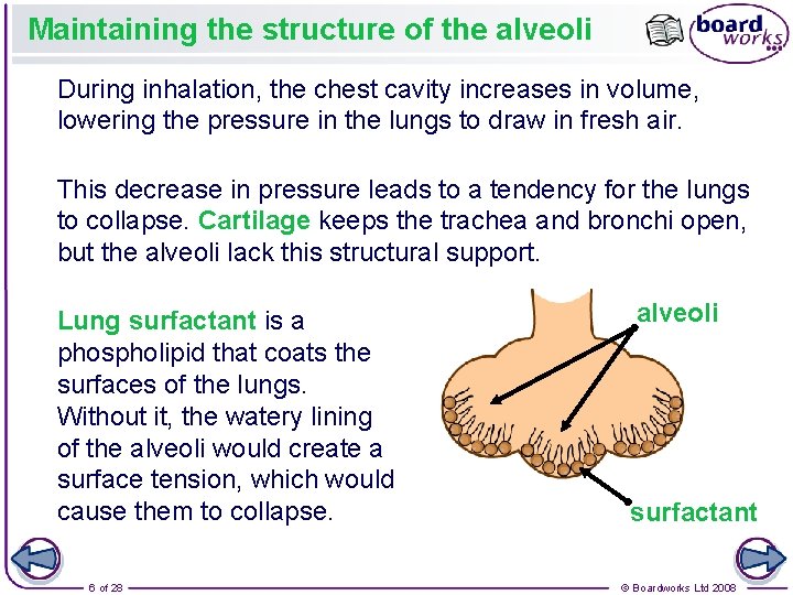 Maintaining the structure of the alveoli During inhalation, the chest cavity increases in volume,