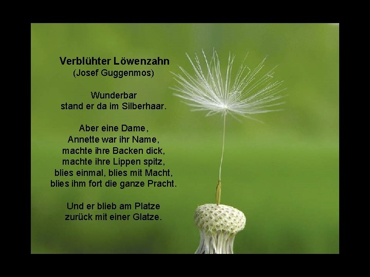  Verblühter Löwenzahn (Josef Guggenmos) Wunderbar stand er da im Silberhaar. Aber eine Dame,