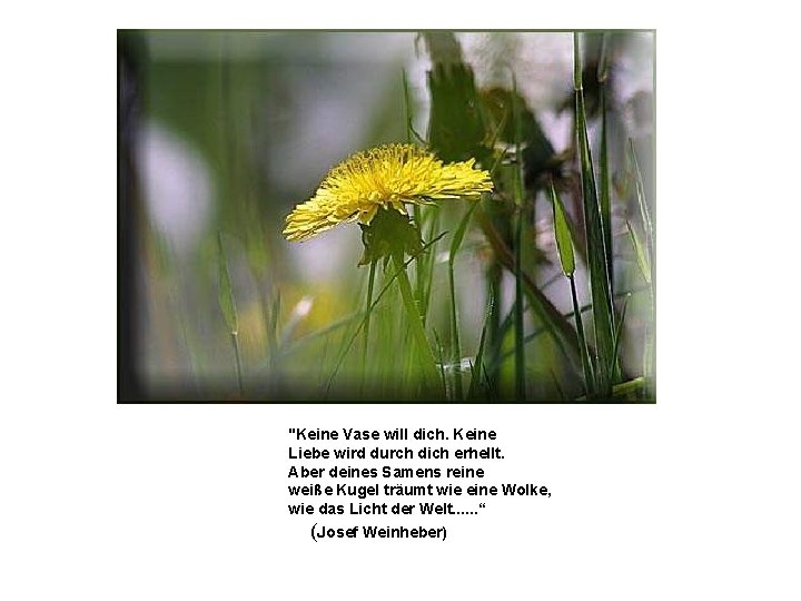 "Keine Vase will dich. Keine Liebe wird durch dich erhellt. Aber deines Samens reine