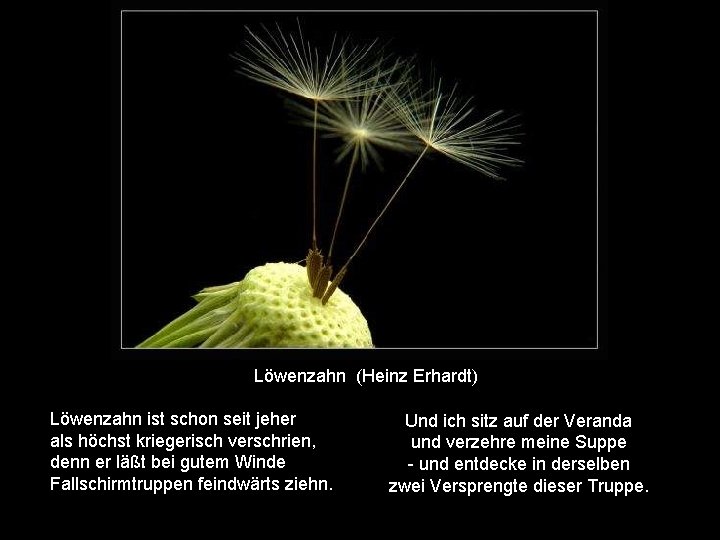  Löwenzahn (Heinz Erhardt) Löwenzahn ist schon seit jeher als höchst kriegerisch verschrien, denn