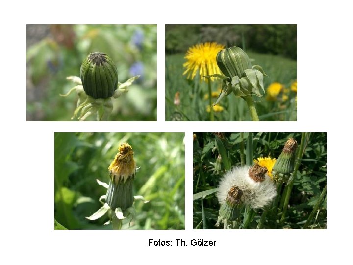 Fotos: Th. Gölzer 