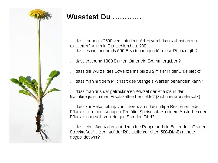 Wusstest Du ………… … dass mehr als 2300 verschiedene Arten von Löwenzahnpflanzen existieren? Allein