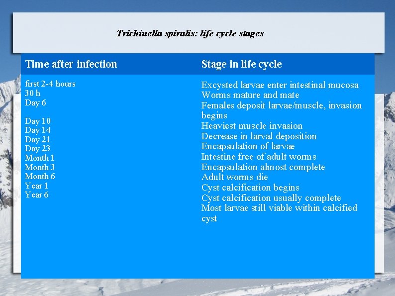 Trichinella spiralis: life cycle stages Time after infection Stage in life cycle first 2