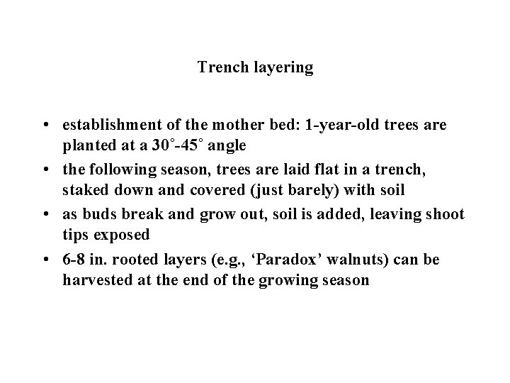 Trench layering • establishment of the mother bed: 1 -year-old trees are planted at