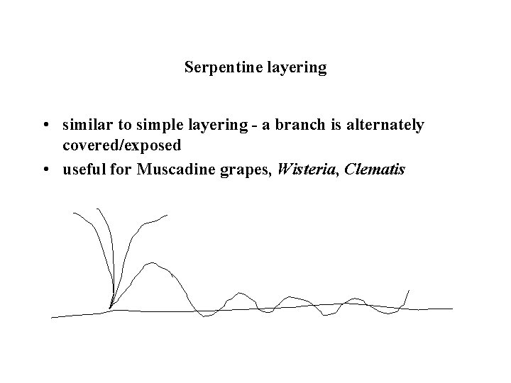 Serpentine layering • similar to simple layering - a branch is alternately covered/exposed •