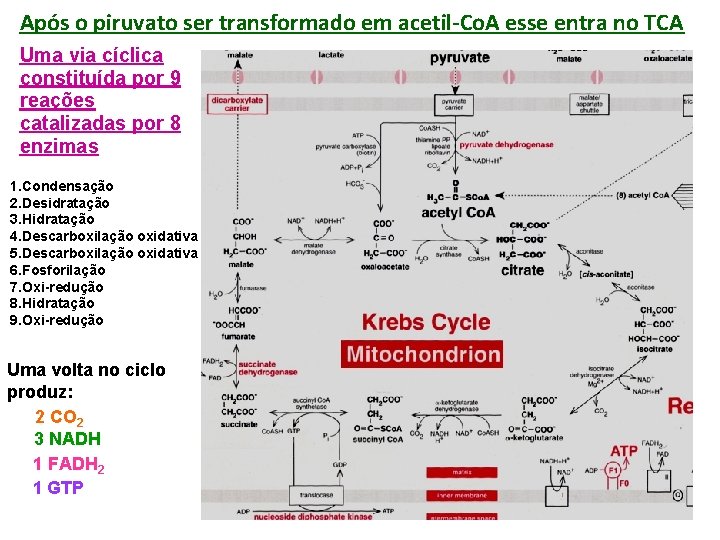 Após o piruvato ser transformado em acetil-Co. A esse entra no TCA Uma via