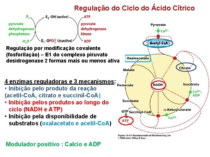 Regulação do Ciclo do Ácido Cítrico Regulação por modificação covalente (fosforilação) – E 1