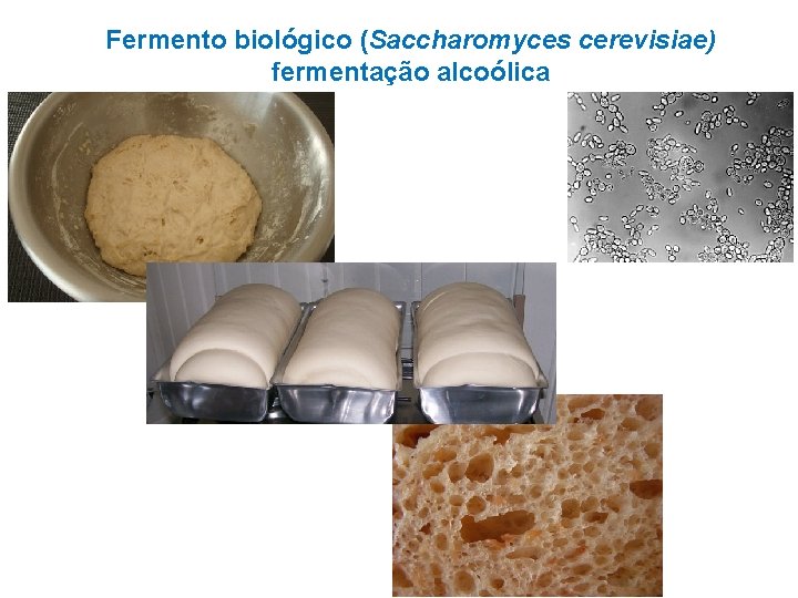 Fermento biológico (Saccharomyces cerevisiae) fermentação alcoólica 