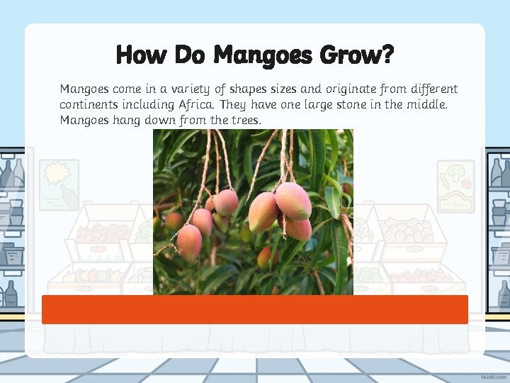 How Do Mangoes Grow? Mangoes come in a variety of shapes sizes and originate